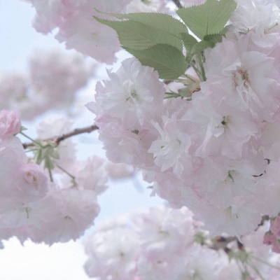 根河福瑞交流群